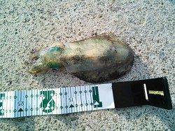 白浜周辺　同行の友人がエギングでアオリイカゲット☆