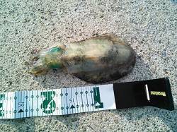 白浜周辺　同行の友人がエギングでアオリイカ…