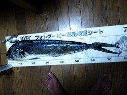 由良南部エリア、のませでシイラＧＥＴ！