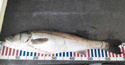 柴山港、70cmのスズキをＧＥＴ！