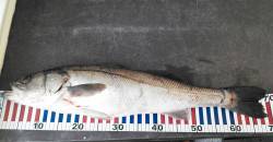 柴山港、70cmのスズキをＧＥＴ！