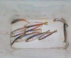 柴山港でキスゲーム、最大の21cmのシロギス