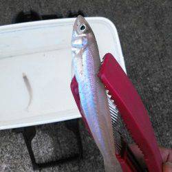 柴山港　朝マヅメのキスゲームでキス〜18cm10匹