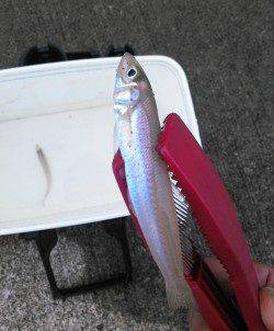 柴山港　朝マヅメのキスゲームでキス〜18cm10匹