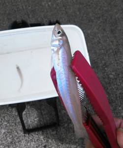 柴山港　朝マヅメのキスゲームでキス〜18c…