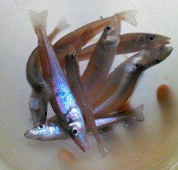 柴山港　朝マヅメのキスゲームでキス〜18cm10匹