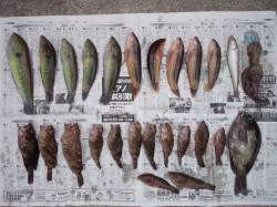 的形で投げ・穴釣り、多魚種ＧＥＴ！