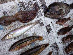 的形で投げ・穴釣り、多魚種ＧＥＴ！