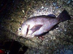 妻鹿沖波止、メバリング釣果