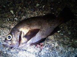 妻鹿沖波止、メバリング釣果