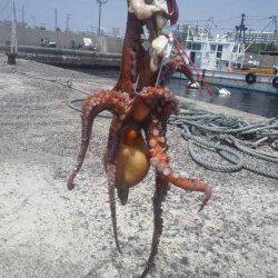 垂水漁港　テンヤに鶏肉でタコ420g　1投目でヒット☆