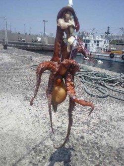 垂水漁港　テンヤに鶏肉でタコ420g　1投目でヒット☆
