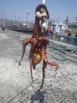 垂水漁港　テンヤに鶏肉でタコ420g　1投…