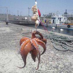 垂水漁港　テンヤに鶏肉でタコ420g　1投目でヒット☆