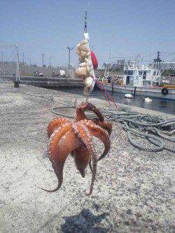 垂水漁港　テンヤに鶏肉でタコ420g　1投目でヒット☆