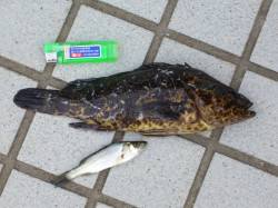 泉佐野エリアでガツンと 26cmソイがヒッ…