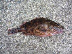 りんくう　テキサスリグでガシラ20cm