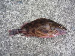 りんくう　テキサスリグでガシラ20cm