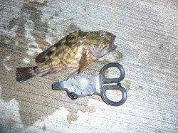 小島　メバリングでメバル＆ガシラ　ロストのサビキに掛かったチヌも