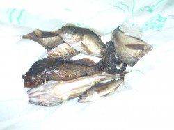 小島　メバリングでメバル＆ガシラ　ロストのサビキに掛かったチヌも