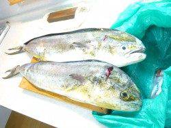 神谷漁港　アジのノマセ釣りでシイラ2匹　バラシもあり