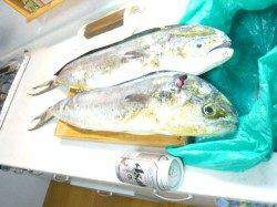 神谷漁港　アジのノマセ釣りでシイラ2匹　バラシもあり