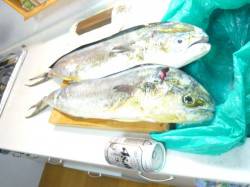神谷漁港　アジのノマセ釣りでシイラ2匹　バ…