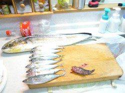 神谷漁港でサビキでアジを釣ってからの呑ませ釣り