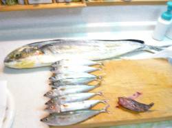 神谷漁港でサビキでアジを釣ってからの呑ませ…