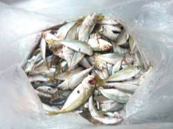 泉佐野でサビキ、アジ148匹釣れました。