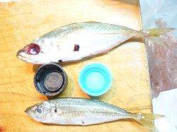 泉佐野でサビキ、アジ148匹釣れました。