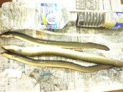 淀川河口　ブッコミ釣りでウナギ4匹☆