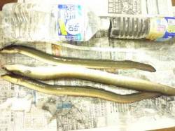 淀川河口　ブッコミ釣りでウナギ4匹☆