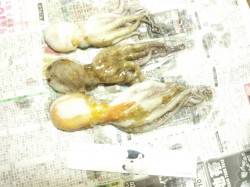 舞洲でタコ釣り、コンスタントに釣れています…