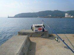 洲本ピンギス、ピンチャリ、モードに突入したようです