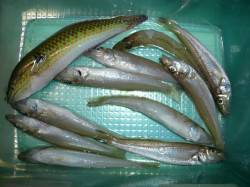 洲本ピンギス、ピンチャリ、モードに突入した…