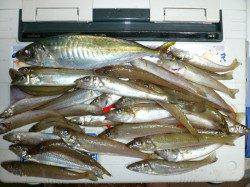 鳥飼　投げ釣りでキス〜15cm34匹　アジの22cmも