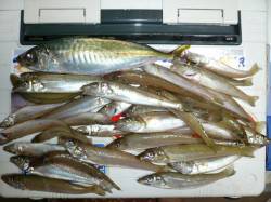 鳥飼　投げ釣りでキス〜15cm34匹　アジ…