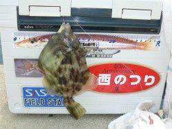 洲本 投げ釣りでキス&カワハギの釣果☆