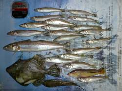 洲本　投げ釣りでキス＆カワハギの釣果☆