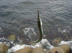 貝塚フカセ釣行、2ヒロでグレGET！