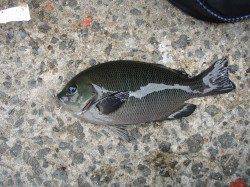 貝塚フカセ釣行、2ヒロでグレGET！