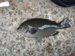 貝塚フカセ釣行、2ヒロでグレGET！