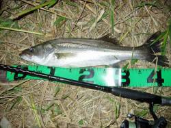 津居山港　円山川中流域でシーバス44cm