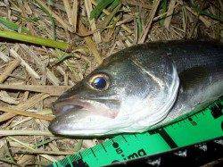 津居山港　円山川中流域でシーバス44cm