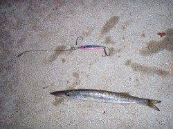 戸坂・塩津漁港にカマスを求めて釣行