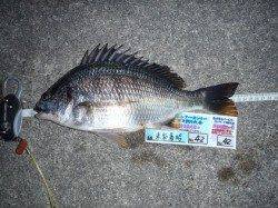 舞洲　チニングでキビレ〜33cm　釣り大会参加の釣果