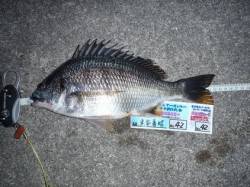 舞洲　チニングでキビレ〜33cm　釣り大会…