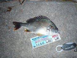 舞洲　チニングでキビレ〜33cm　釣り大会参加の釣果