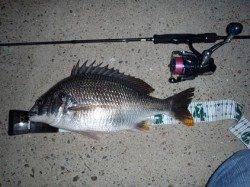 舞洲、キビレ４０ｃｍを頭に４枚ゲット